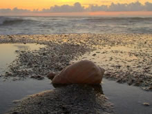 caracol en la playa