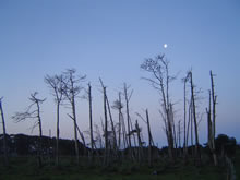 paisaje de la coronilla